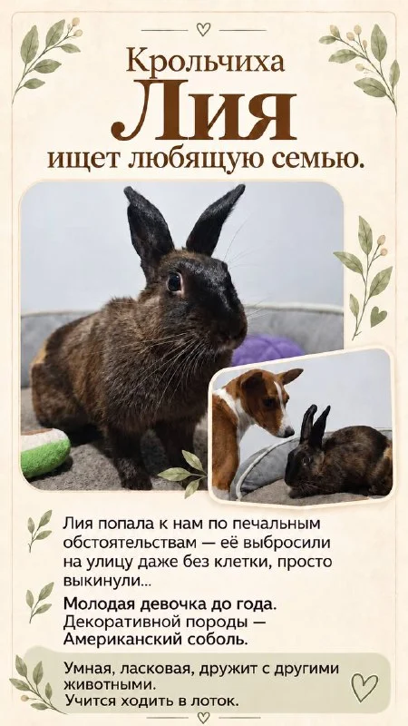 Крольчиха Лекси